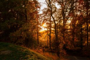 Weerstand verbeteren herfst