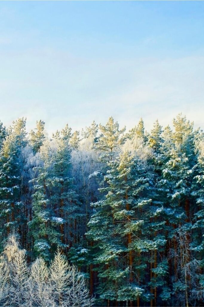 Mindful wandelen winter