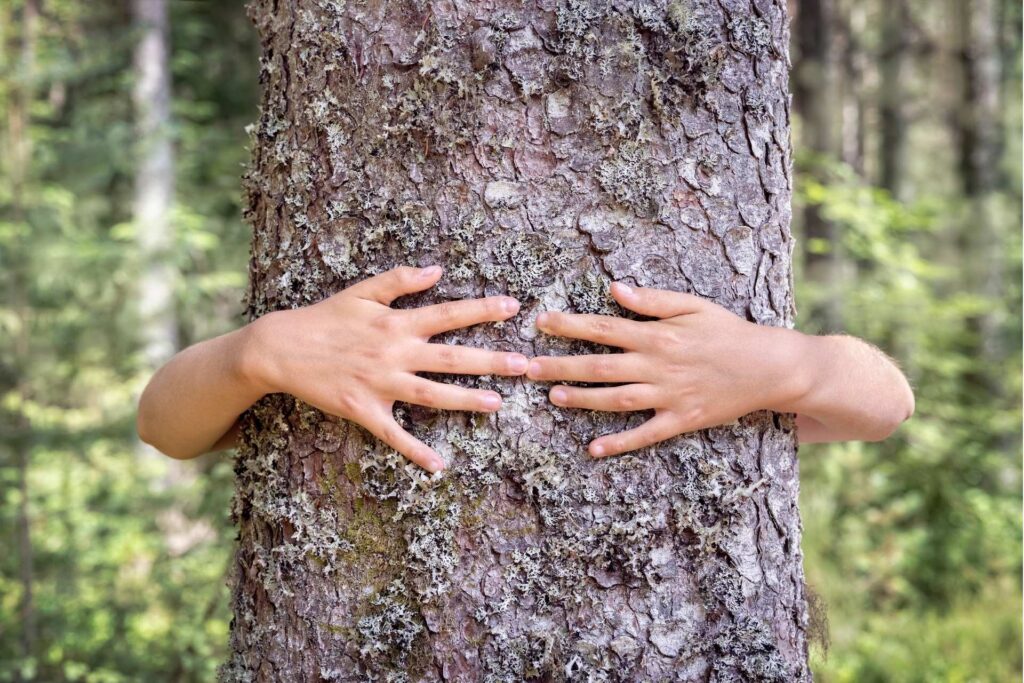 Bomen knuffelen voordelen