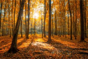 Wijze lessen uit de herfst